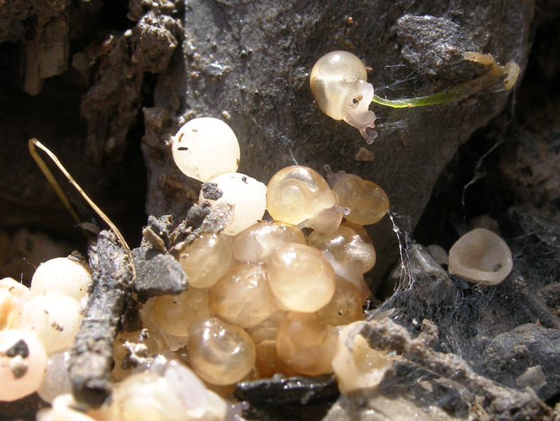 Le cycle de vie des escargots VigieNature École