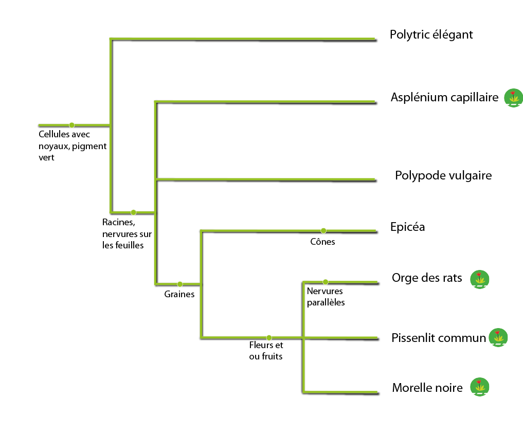 Classification en arbre des végétaux