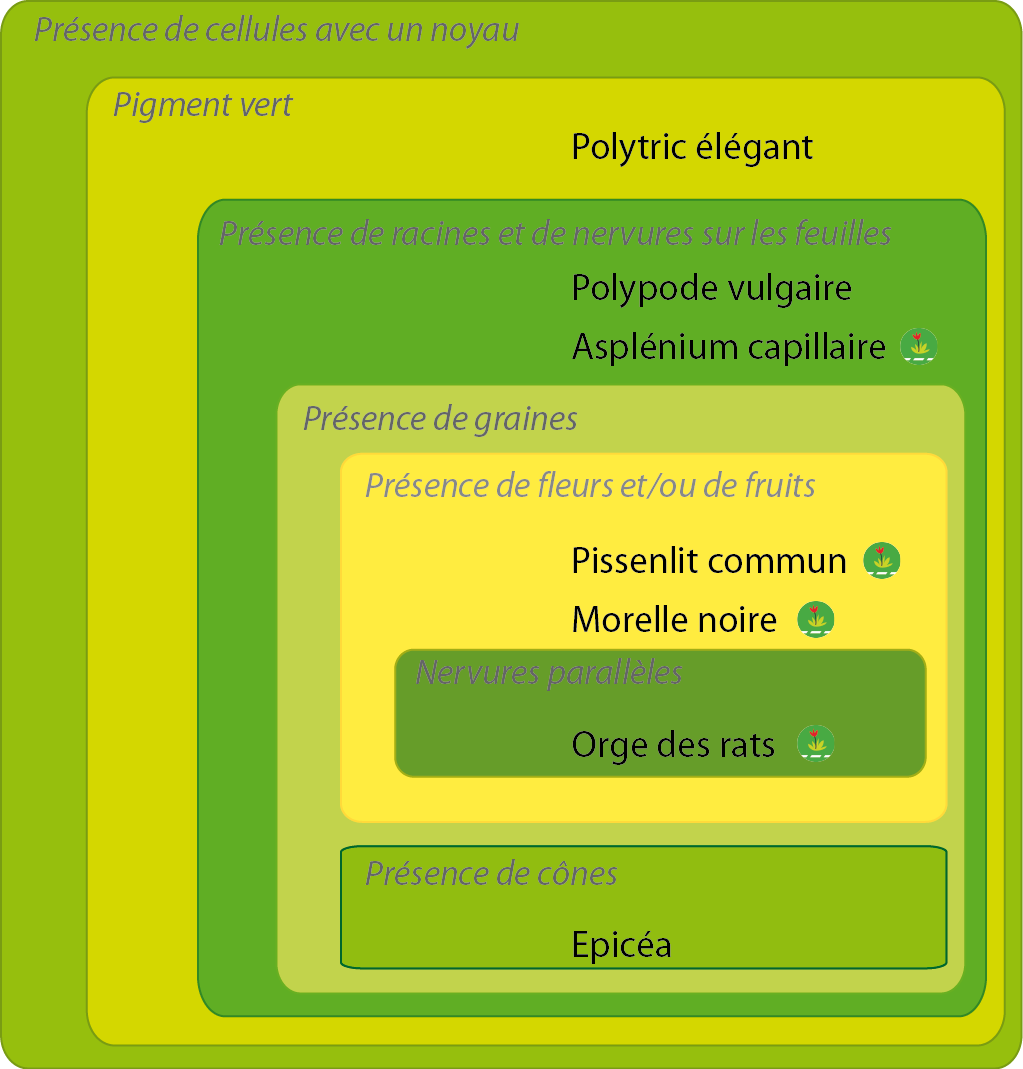 Classification emboîtée des végétaux