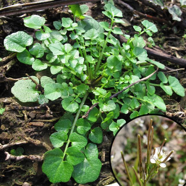 photo cardamine hérissée