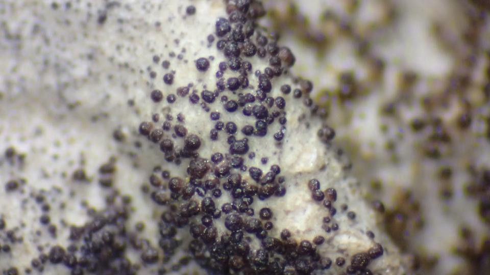 Structure des lichens - 4/6 | Vigie-Nature École