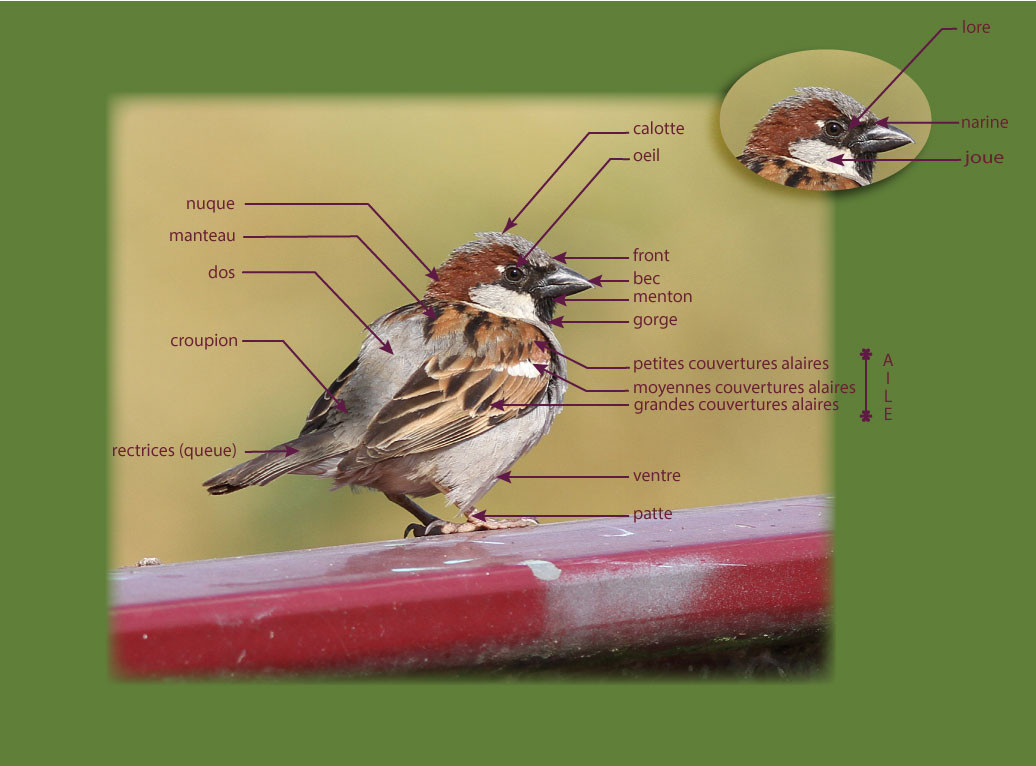 morphologie des oiseaux