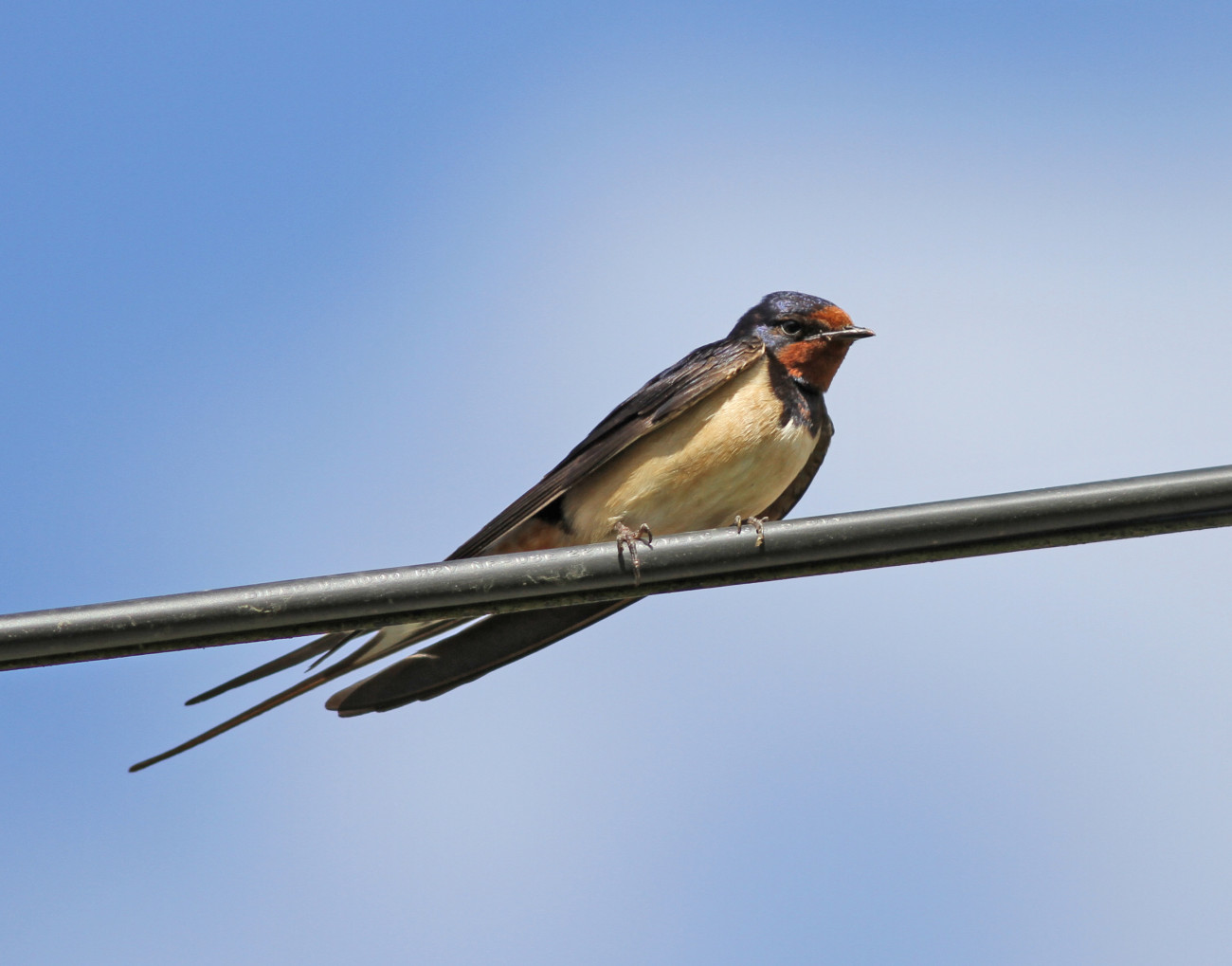 photo hirondelle rustique