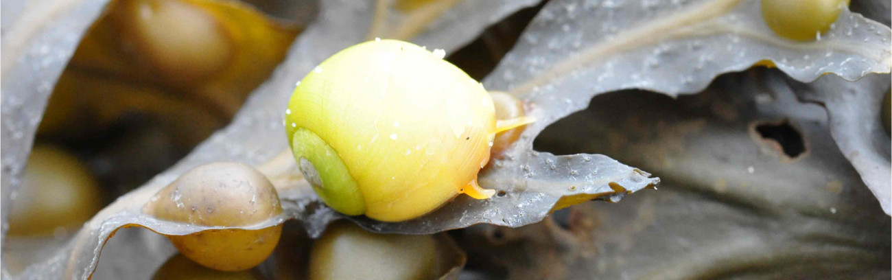 Une littorine obtuse sur un Fucus vésiculeux