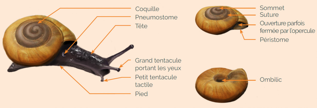 Anatomie escargot
