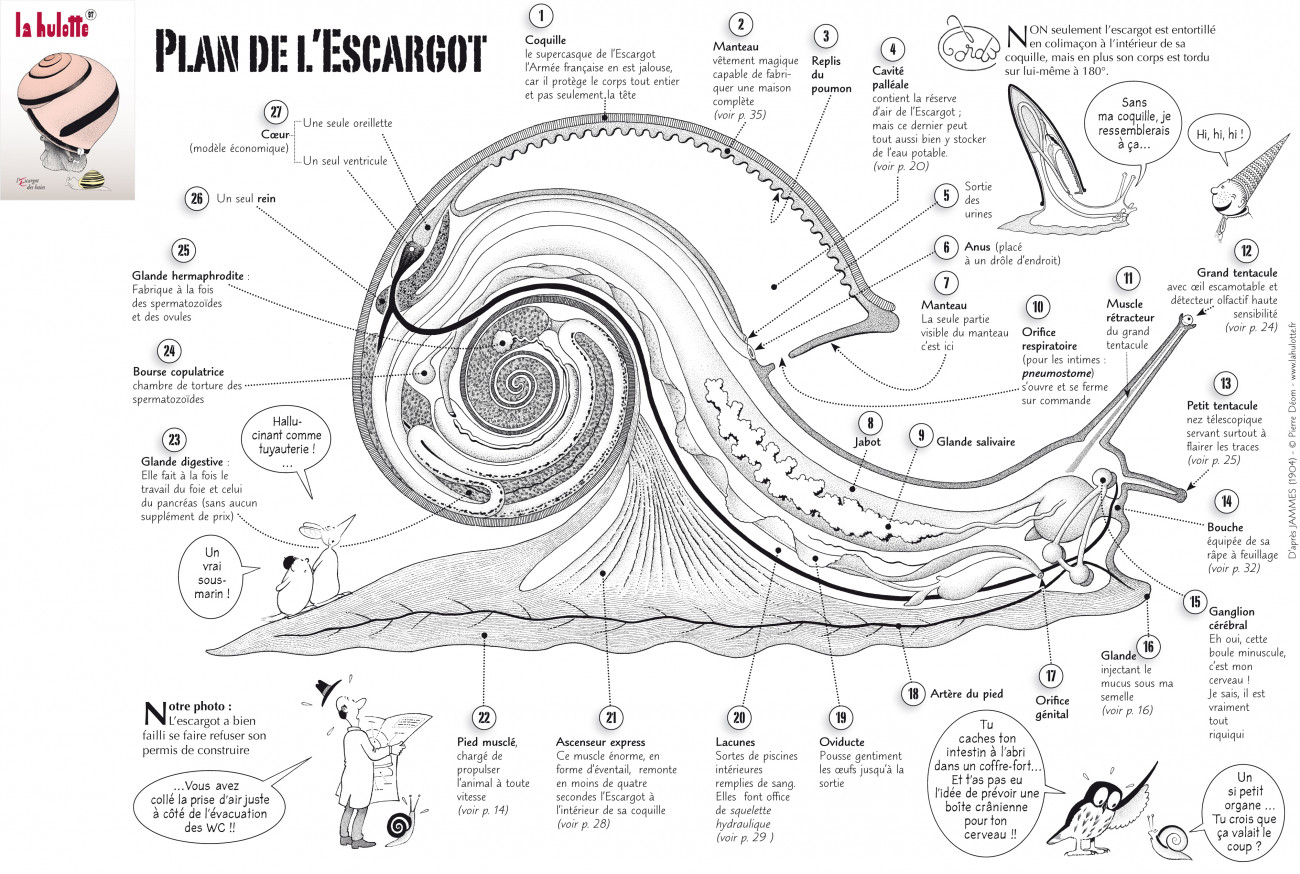 Schéma de l’organisation interne d’un escargot des haies