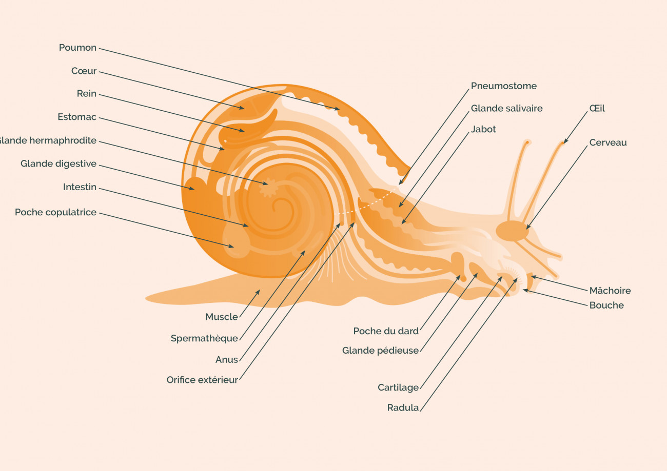 Anatomie générale d'un escargot