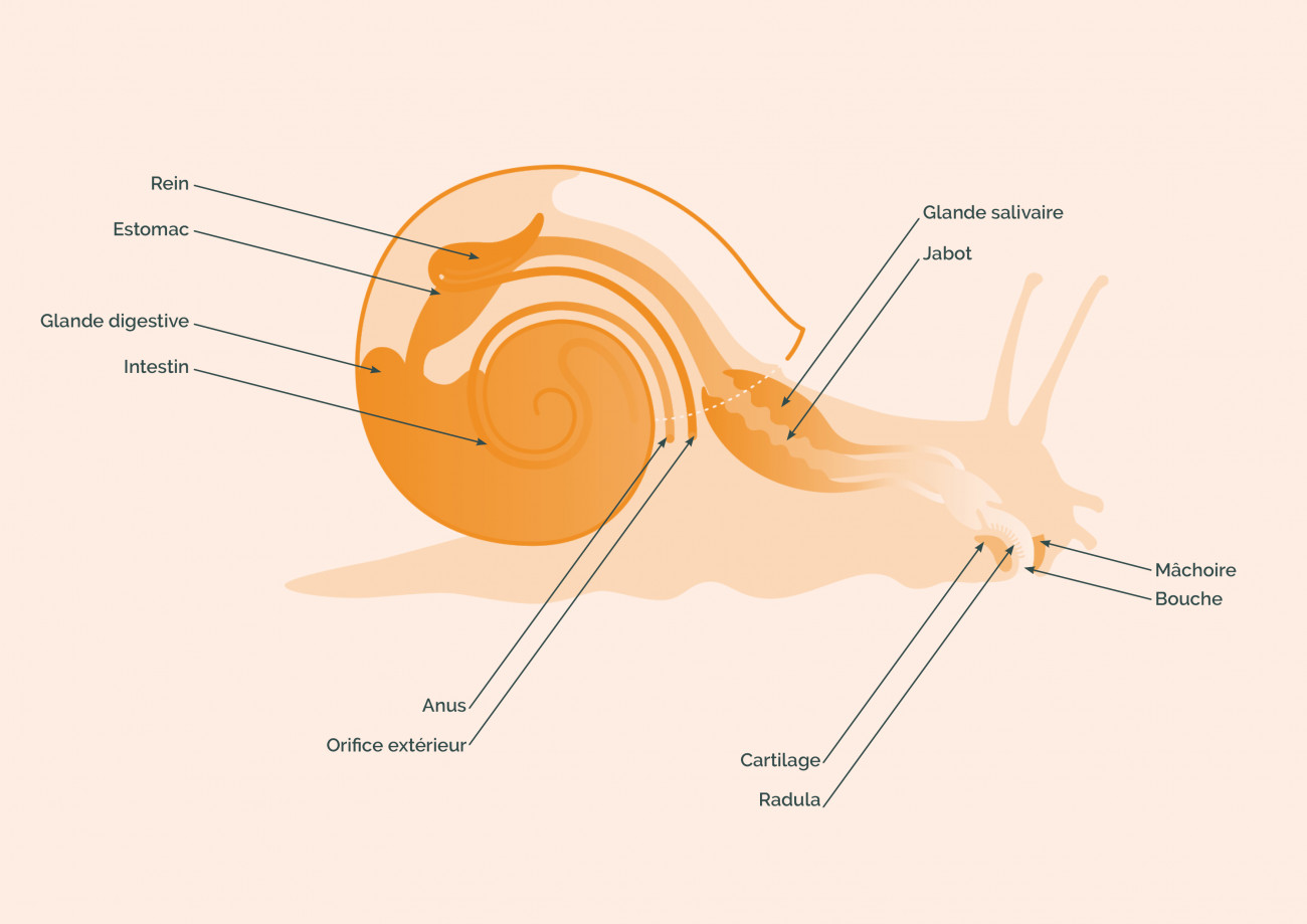 Anatomie d'un escargot : l'appareil digestif
