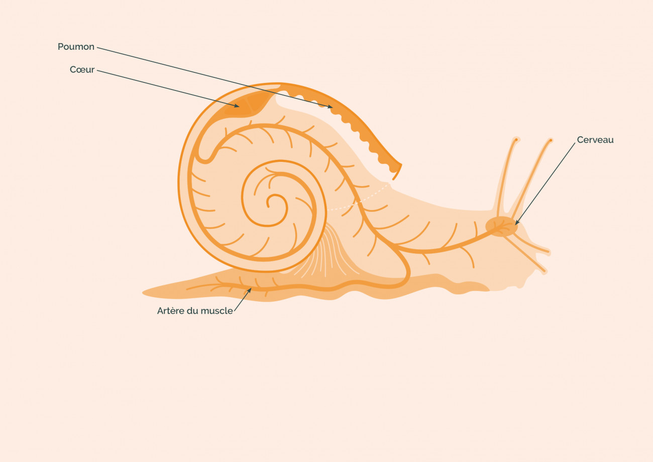 Anatomie d'un escargot : l'appareil circulatoire