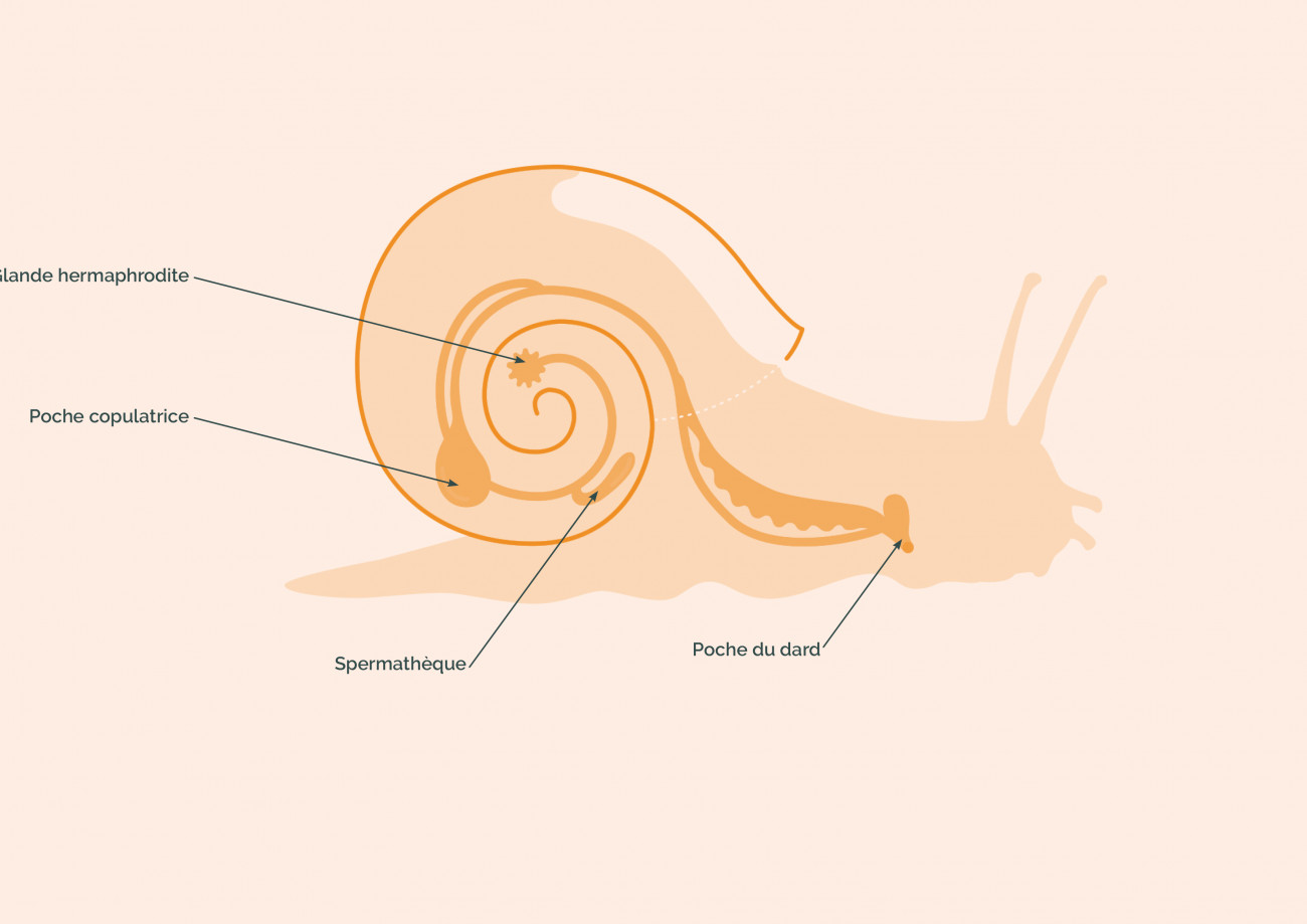 Anatomie d'un escargot : l'appareil reproducteur