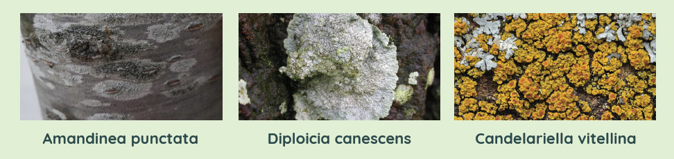 Anatomie d'un lichen : les lichens crustacés