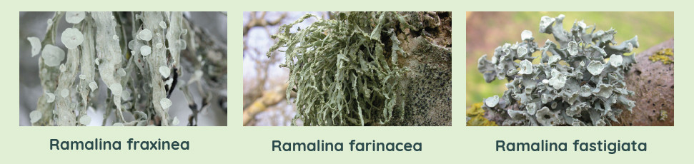 Anatomie d'un lichen : les lichens fruticuleux