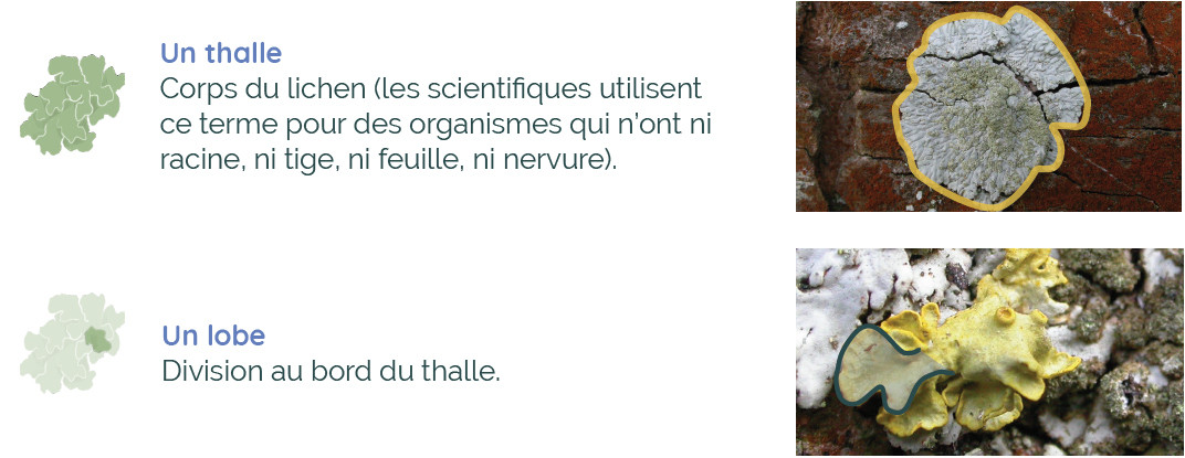 Anatomie d'un lichen : thalle et lobe