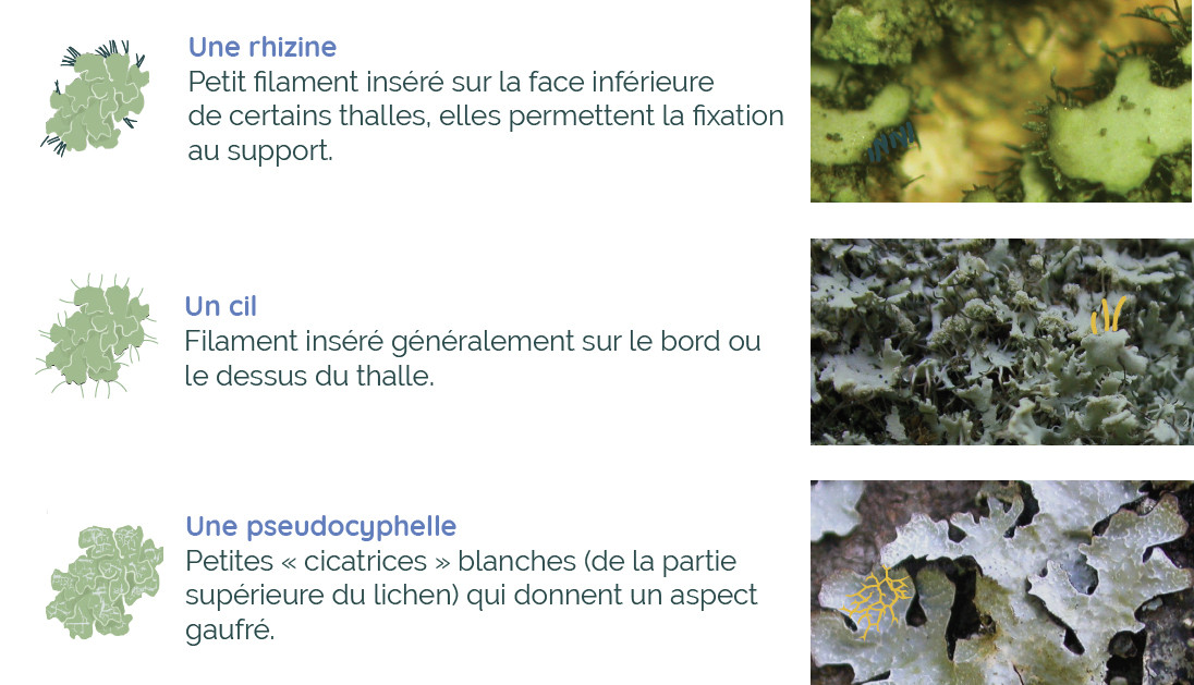 Anatomie d'un lichen : les autres structures