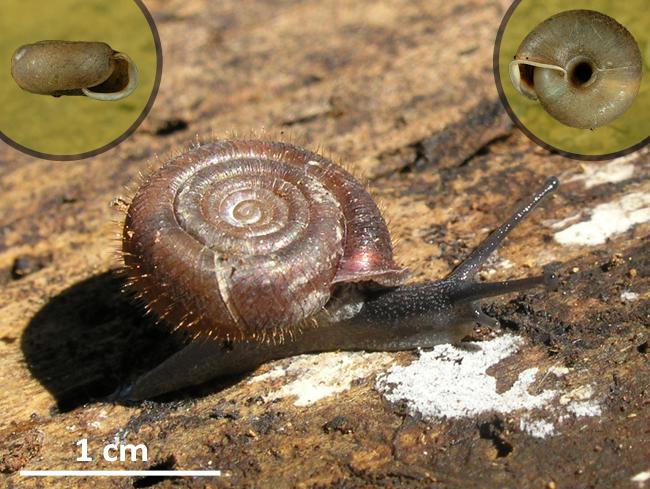 Veloutée plane (Helicodonta obvoluta)