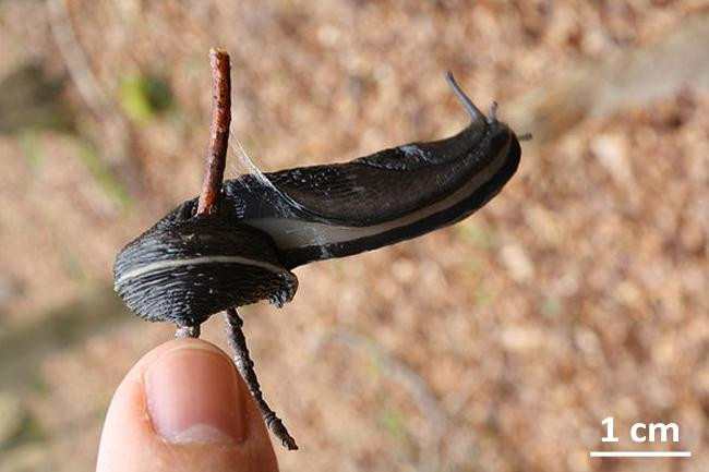 Grande limace (Limax cinereoniger)