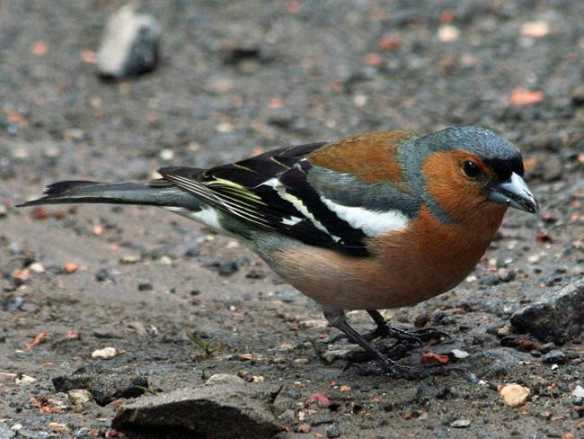 Pinson des arbres (Fringilla coelebs)