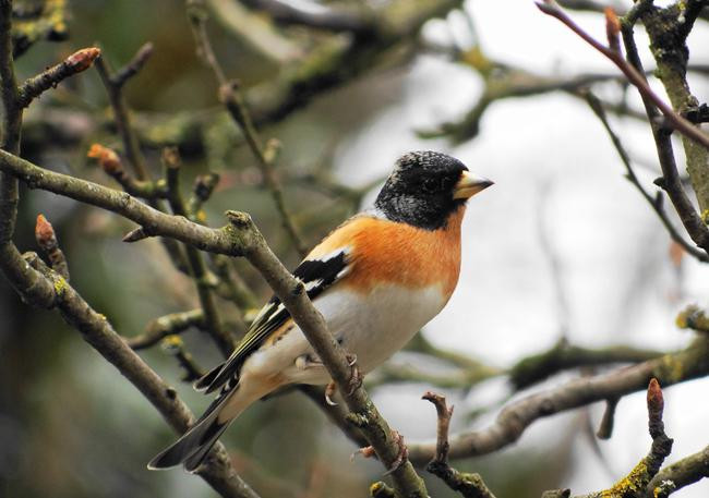 Pinson du Nord (Fringilla montfringilla)