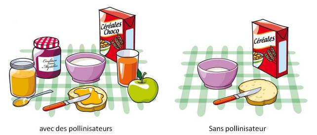  Composition d’un petit-déjeuner avec et sans pollinisateur.