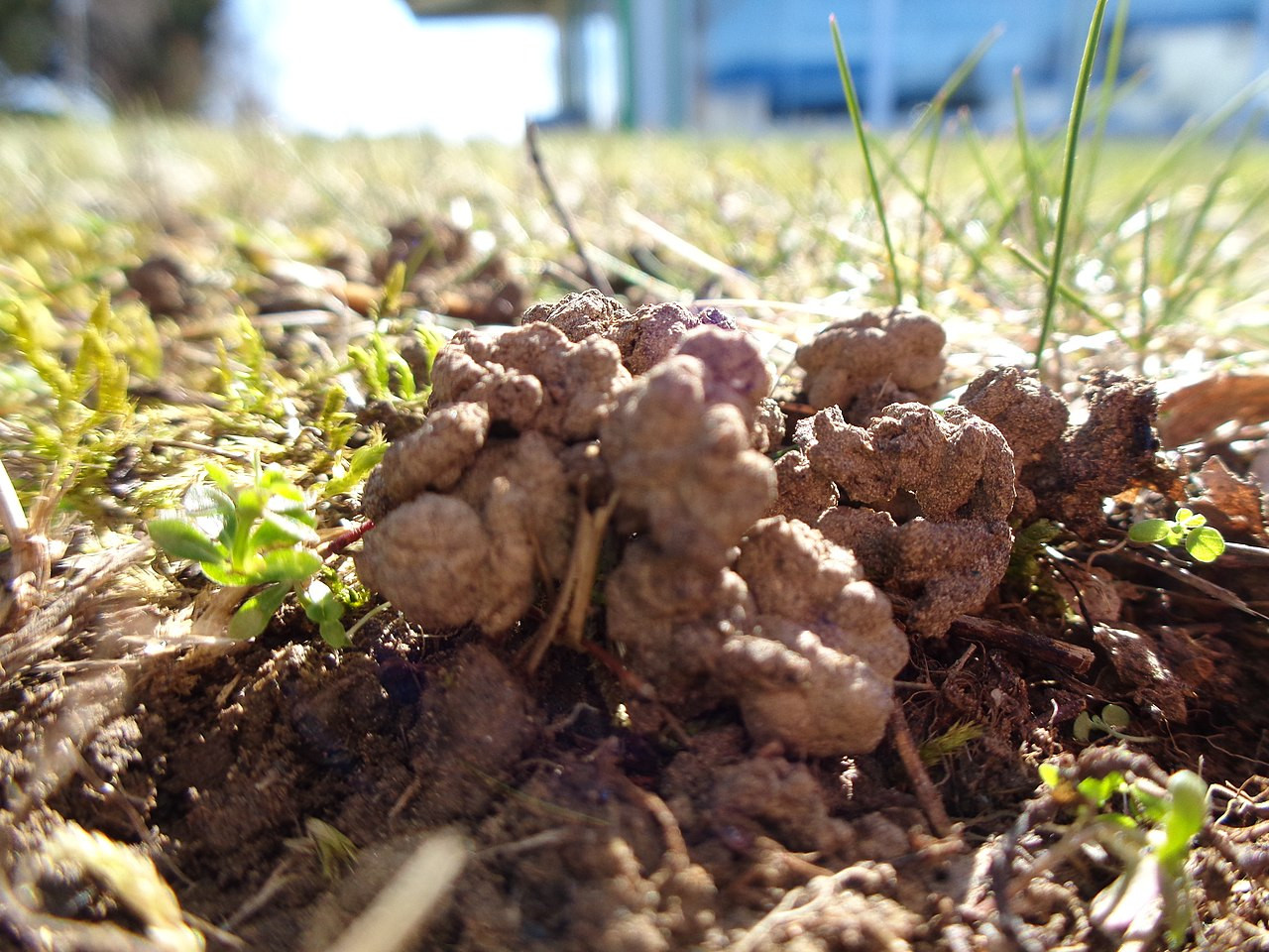 Turricule de vers de terre sur gazon naturel