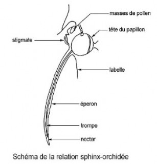 Schéma d’adéquation de taille et de forme entre l’éperon d’une orchidée et la trompe d’un sphinx avec : le nectar, la trompe, l'éperon, le labelle, le stigmate, le pollen et la tête du papillon