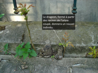 Photographie du drageon de l'Ailante