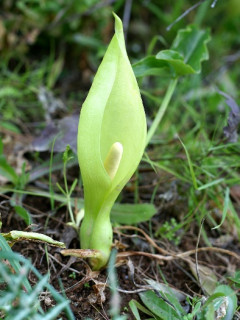 Photographie d'un Arum d'Italie