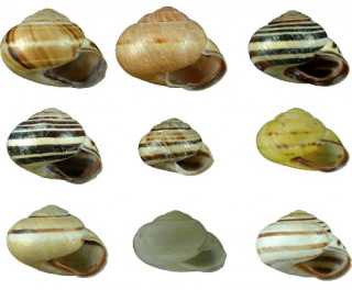 Photographie de plusieurs coquilles de différentes couleurs de l'espèce Escargot des haies