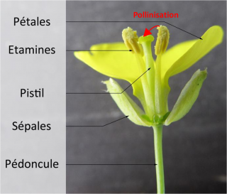 Photo légendée d’une fleur de Roquette sauvage avec : pétales, étamines, pistil, sépales et pédoncule