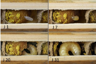 Photographie d'une larve d'Osmie cornue dans sa loge à différents stades de développement