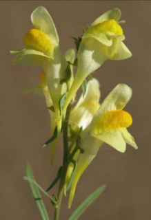 Photographie d'une linaire commune en fleur