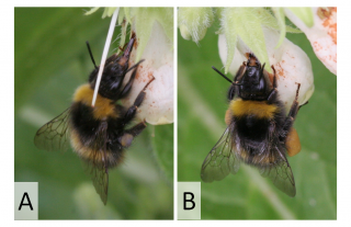 Photographie d'un bourdon sur une fleur de consoude