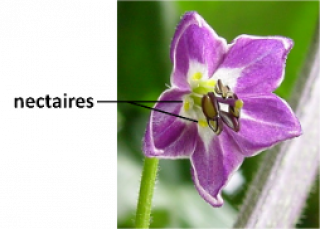 Photographie d'une fleur de piment rocoto avec nectaires légendés