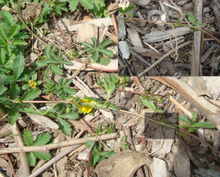 Photographie du stolon d'une potentille rampante