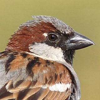 photo de la tête d'un moineau domestique. Son bec est court