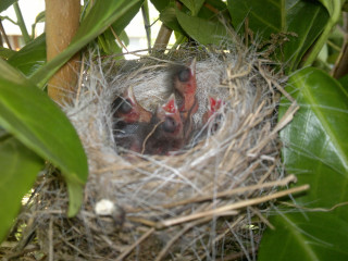 La reproduction chez les oiseaux