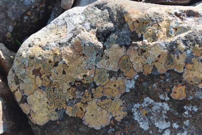 Photographie d'une pierre recouverte de lichens en Islande