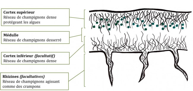 Schéma légendé d'une coupe transversale lichen avec de haut en bas : le cortex supérieur, la médulle, le cortex inférieur et les rhizines