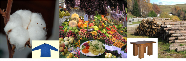 La biodiversité fournit des biens : de gauche à droite : du coton, des fruits et légumes et du bois. © Wikimedia