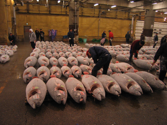 Marché au thon de Tsukiji au Japon. Certaines espèces de thon rouges sont en danger d’extinction du fait d’une pêche intensive.