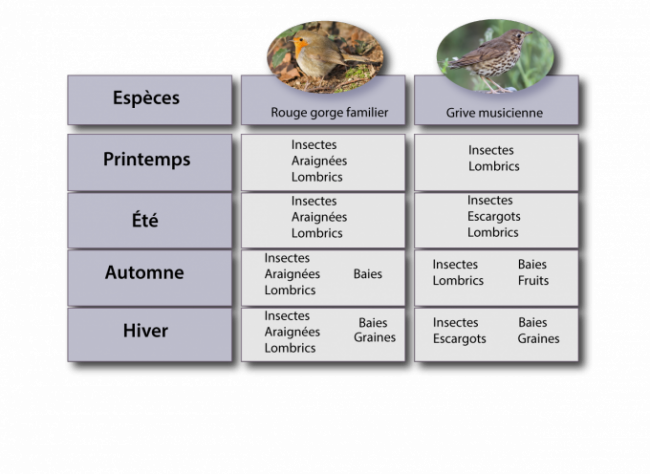 Le rouge-gorge familier et la grive musicienne adaptent leur régime alimentaire en fonction des saisons. Ils intègrent des baies et des graines en automne et en hiver