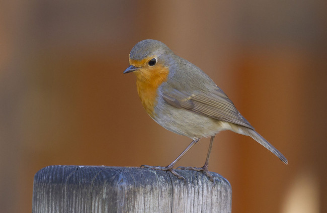 photo d'un rouge-gorge