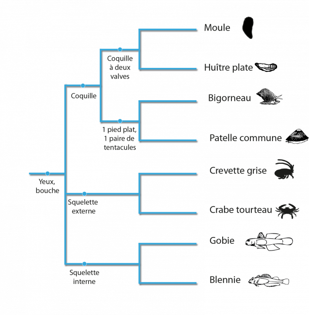 Arbre de classification d'animaux de l'estran