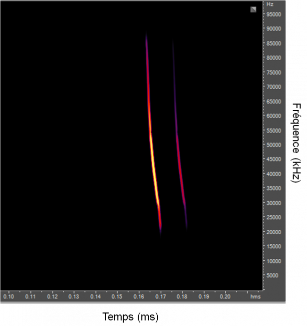 Sonagramme de cris de Murin. Plus la couleur est claire plus l’intensité du son est élevée.