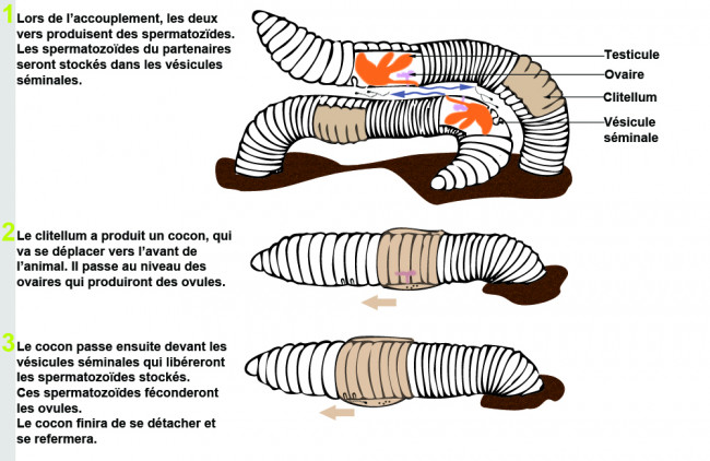 Reproduction de deux Vers de terre