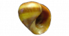 Littorine fabalis