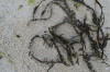 Ascophyllum nodosum