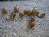 Colpomenia_peregrina