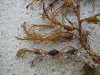 Cystoseira sp