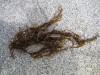 Dictyota dichotoma